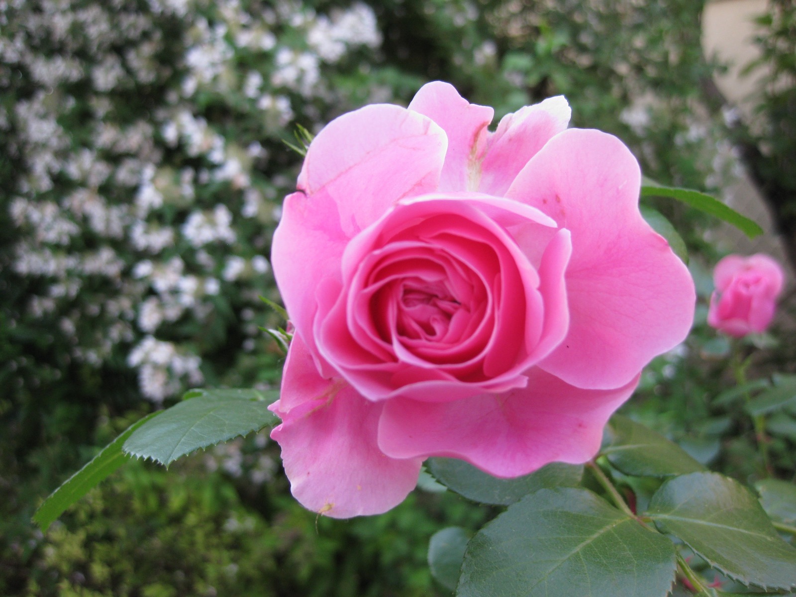 Postkarten Mit Illustrationen Von Lena Anderson Im Kinderpostershop Illustration Illustration Kinder Vintage Illustration