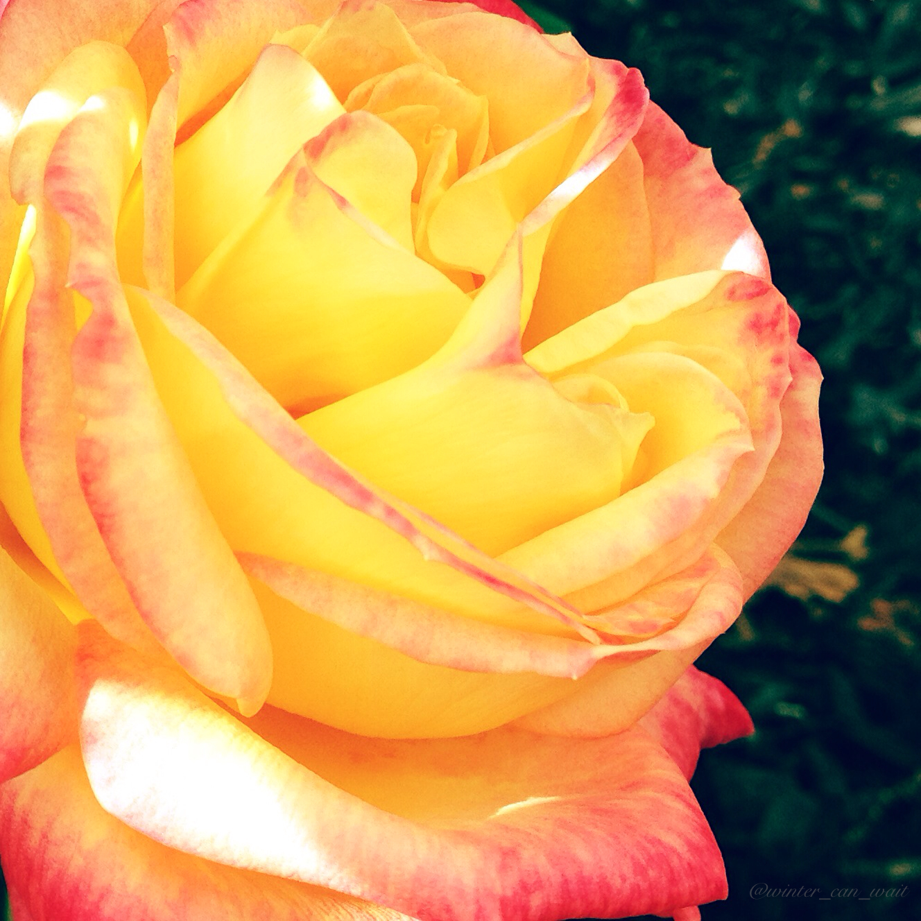 Living In The Present Juliet Van Heerden Same Dress, Different Day