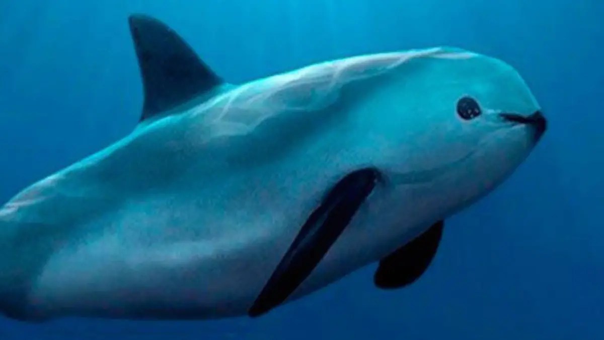 Sheinbaum niega daños ambientales por plata de gas en Sonora; no afecta hábitat de la vaquita marina (nota de Laura Arana en OEM-Informex)