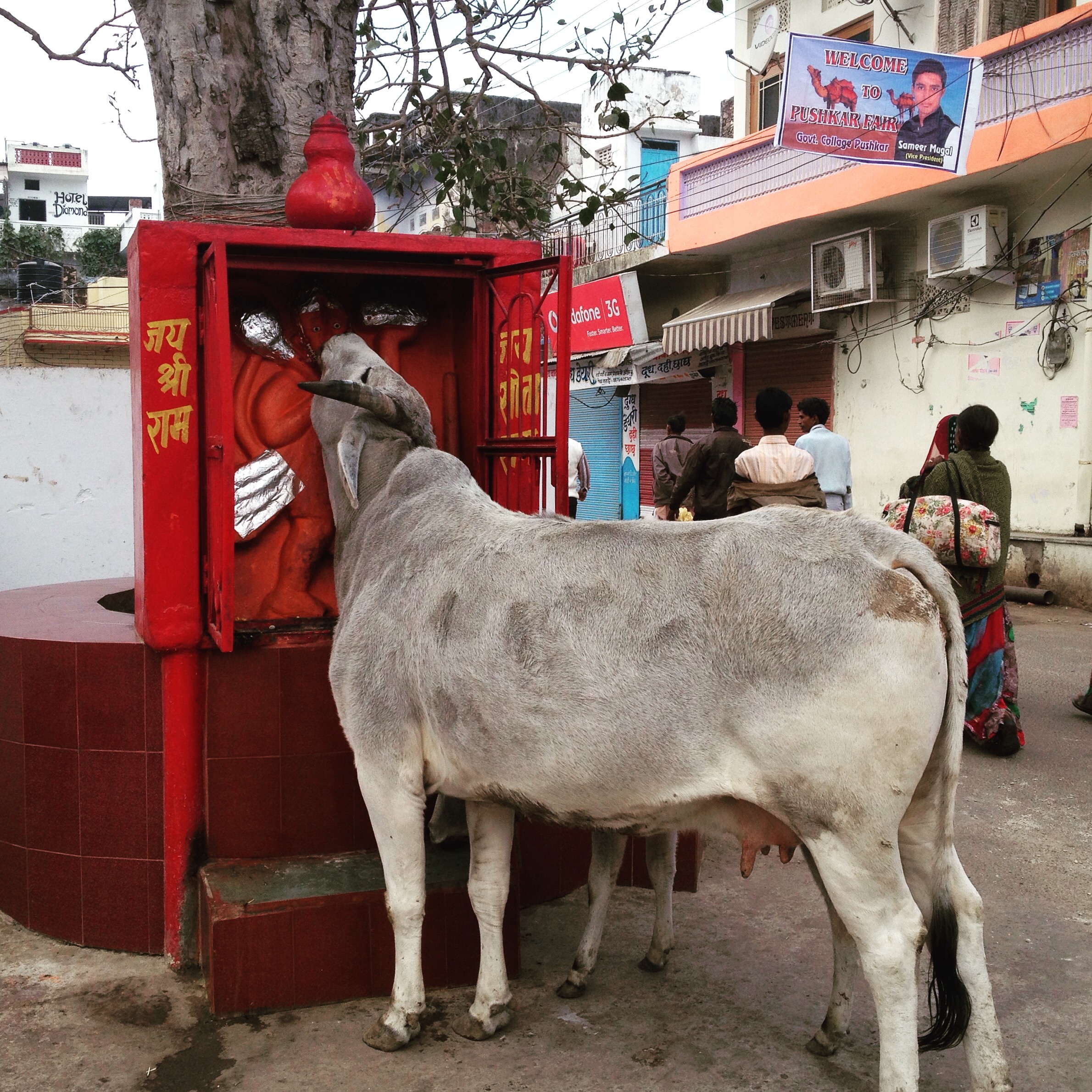 Cow eating flowers out of an alter
