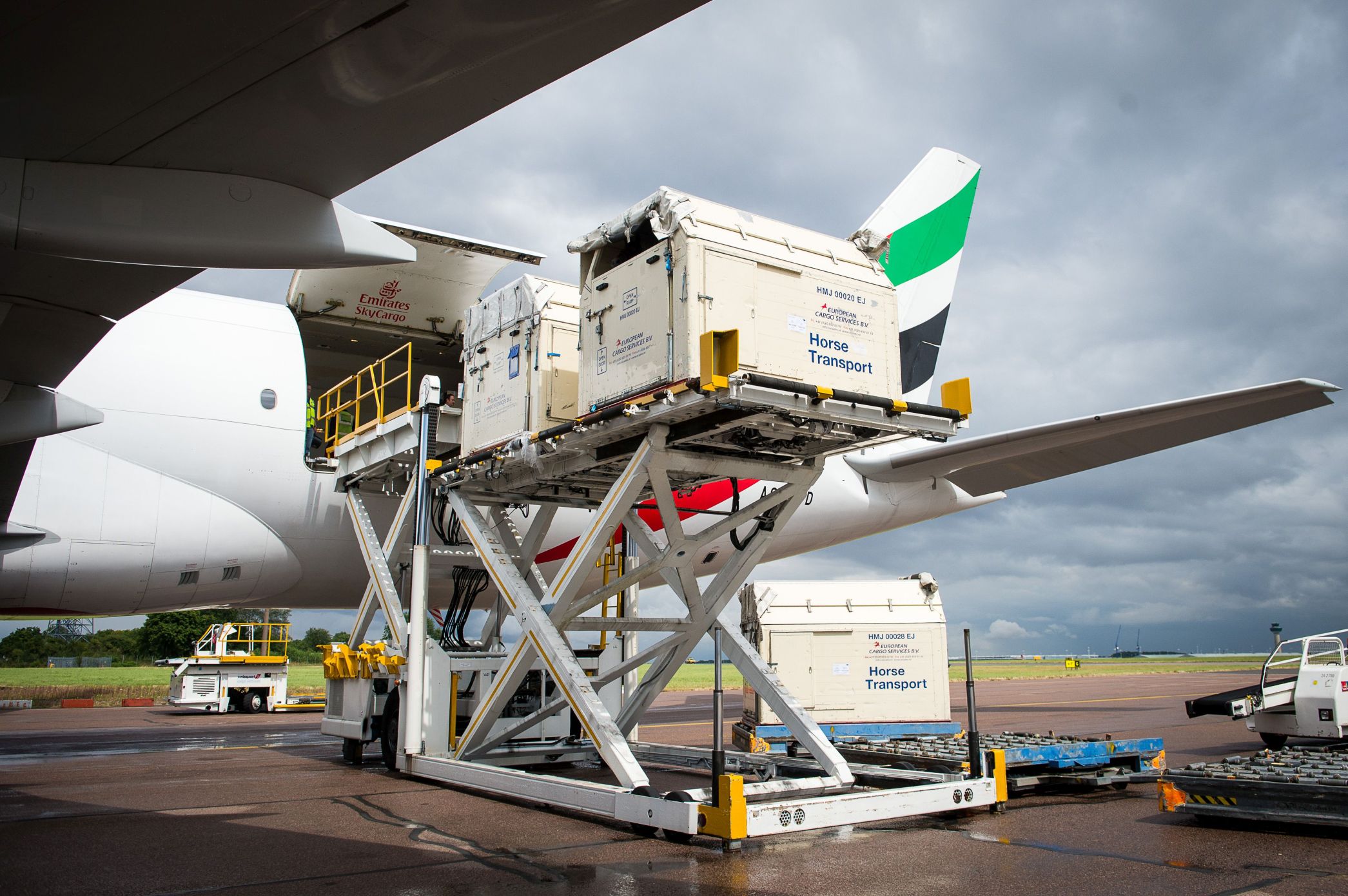 10 Fakten über Pferde im Flugzeug Julis Eventer