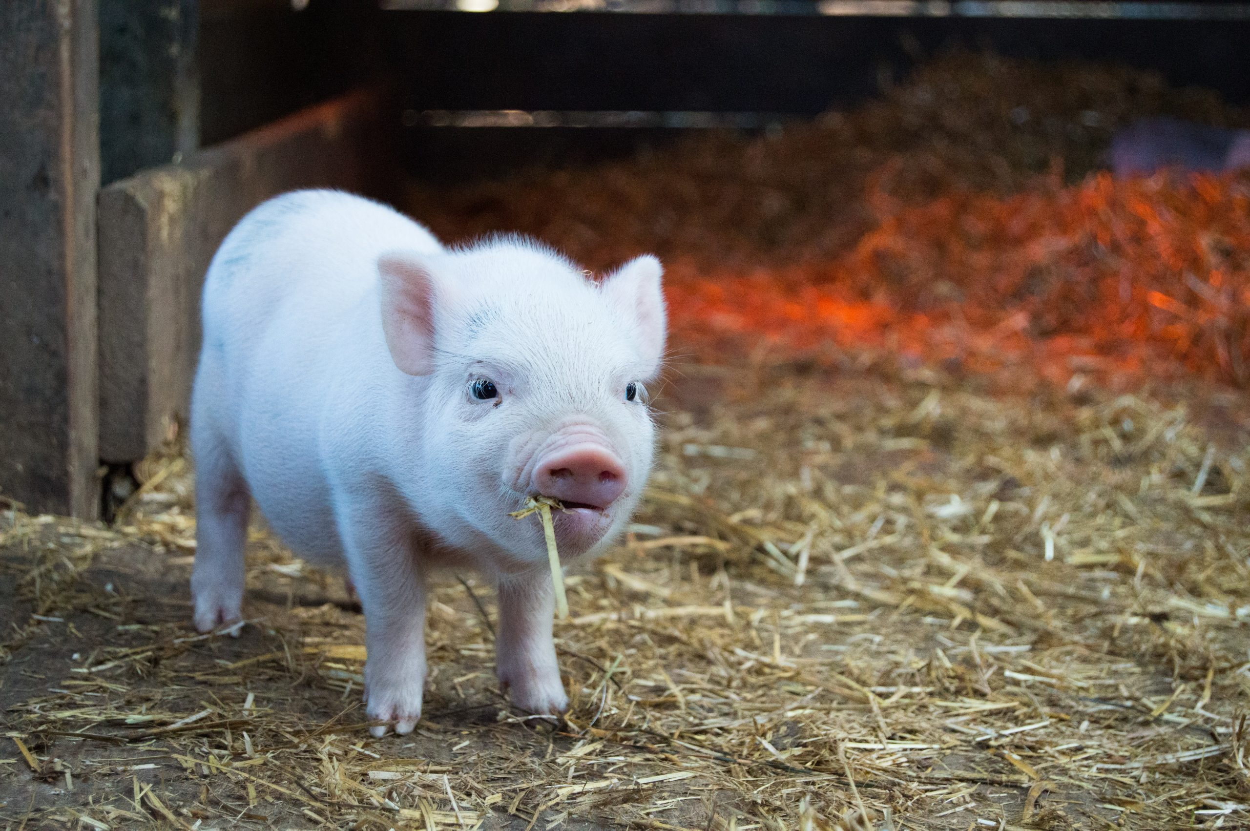 White piglet chewing hay