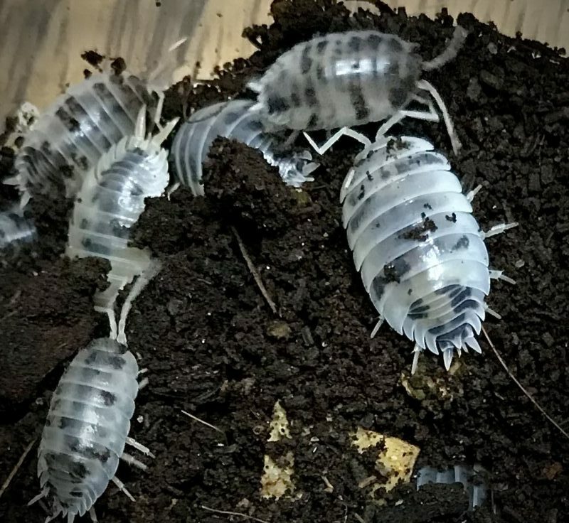 porcellio-laevis-dairy-cow-isopods