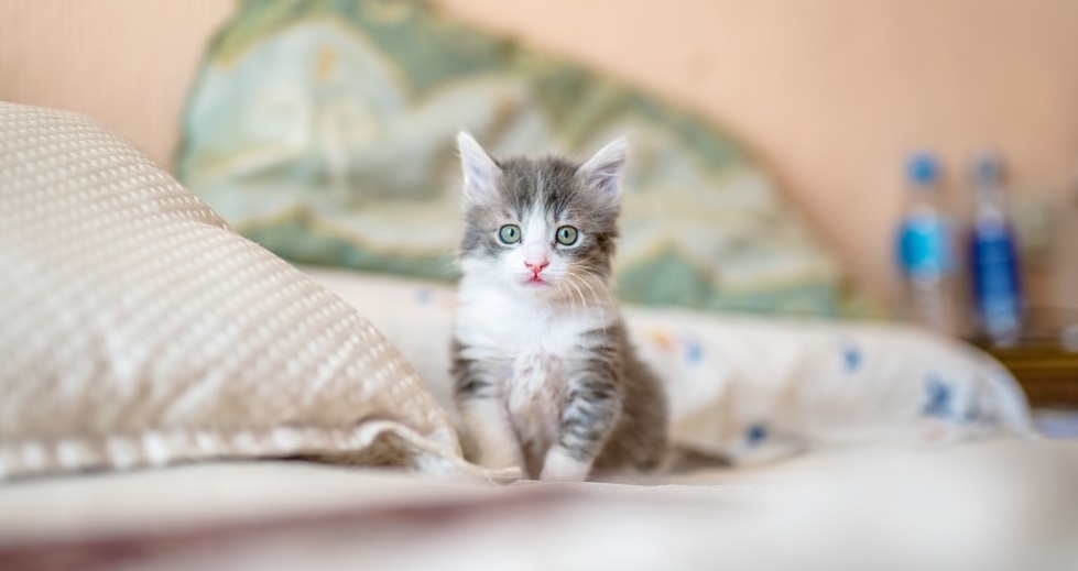 Gratis Download Gambar Kucing Calico Jantan Kembang Telon Ras Anggora Youtube Terupdate oleh Lampunghits.com