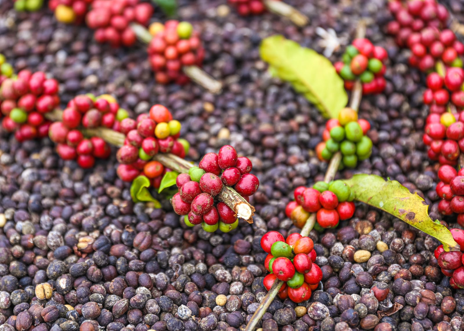 Desde 2017 produtores de café do Juruá agregam o novo produto para a agricultura familiar da região. Foto: Marcos Santos.