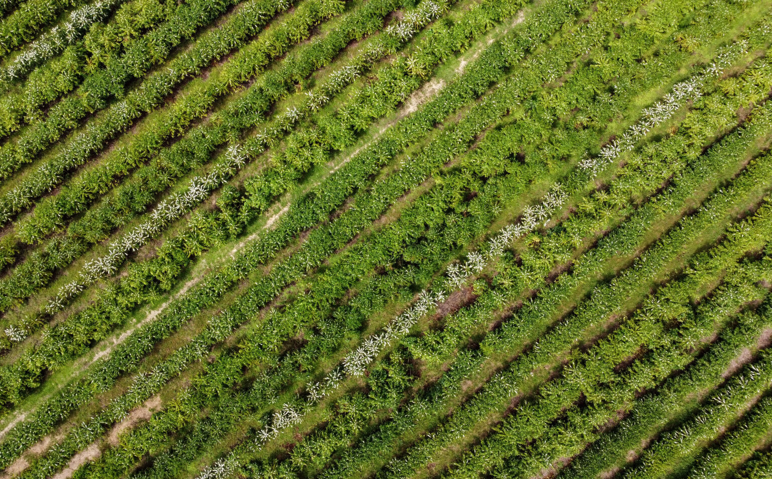 Lavouras de café estão em expansão no Acre. Foto: Marcos Vicentti/Secom