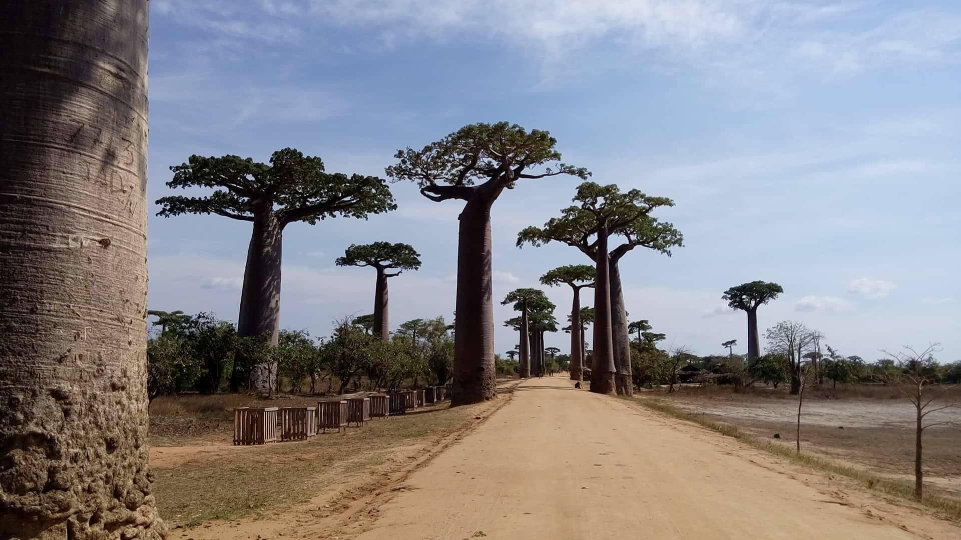Exploring Africa: Madagascar and the baobab path