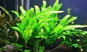 Helecho de Java / Java Fern (Microsorum pteropus)