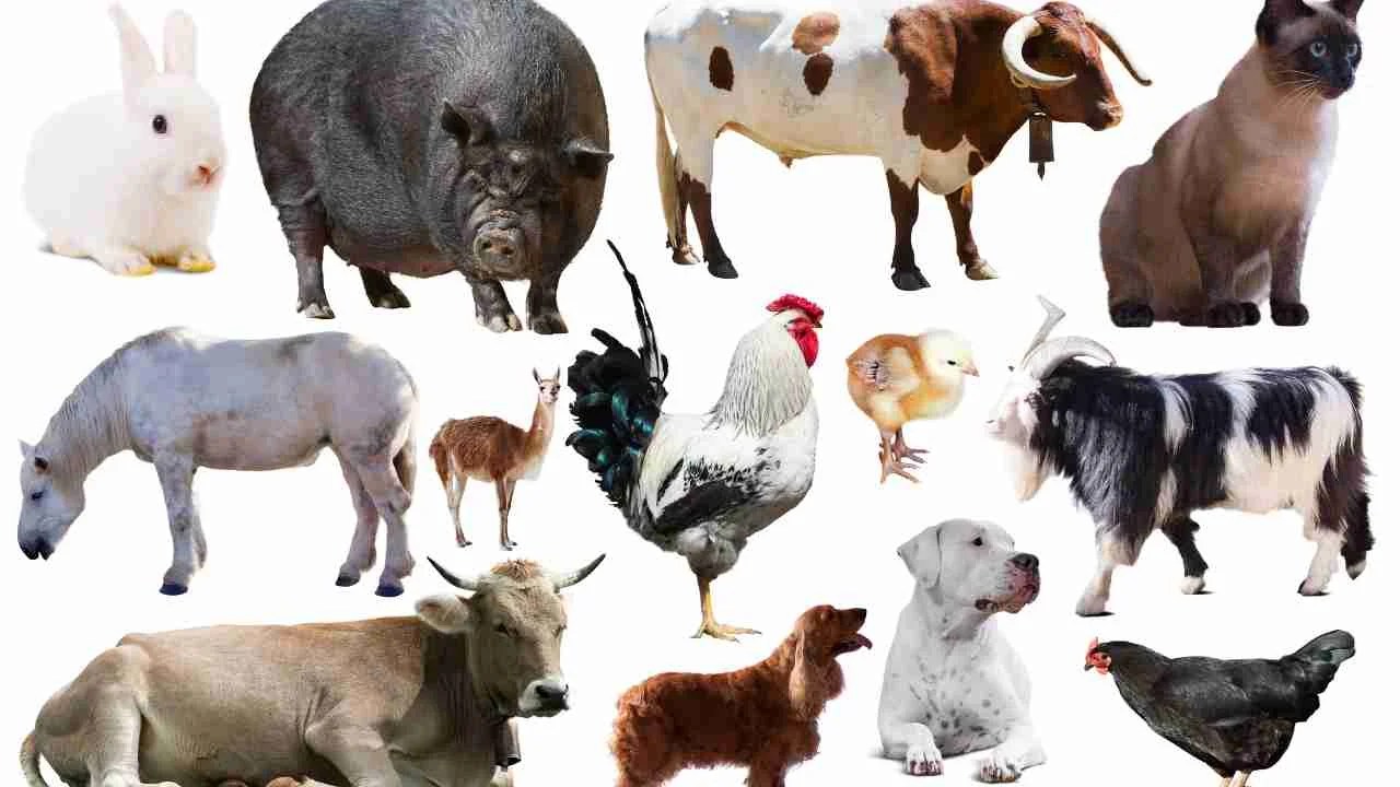 List of 100 pet animals name in hindi and english for class lkg