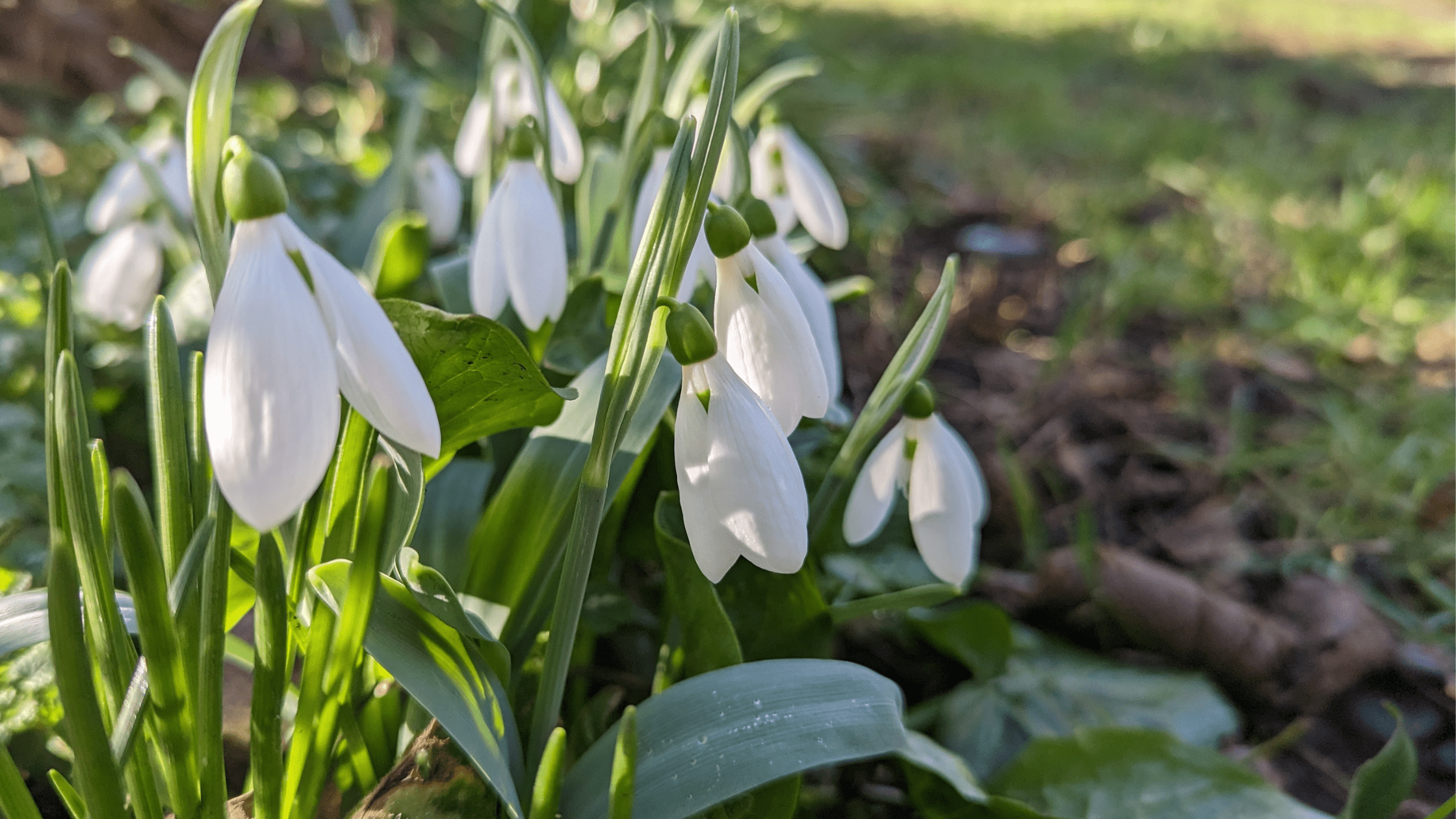 Snowdrops in flower