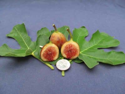 Buy Chicago Hardy Fig Tree From Ty Ty Nursery