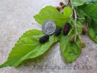 Fruitless Mulberry Tree A Profile Of A Tree Howstuffworks