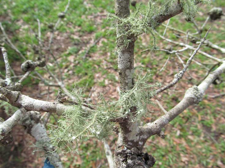 Lichen And Trees Bartlett