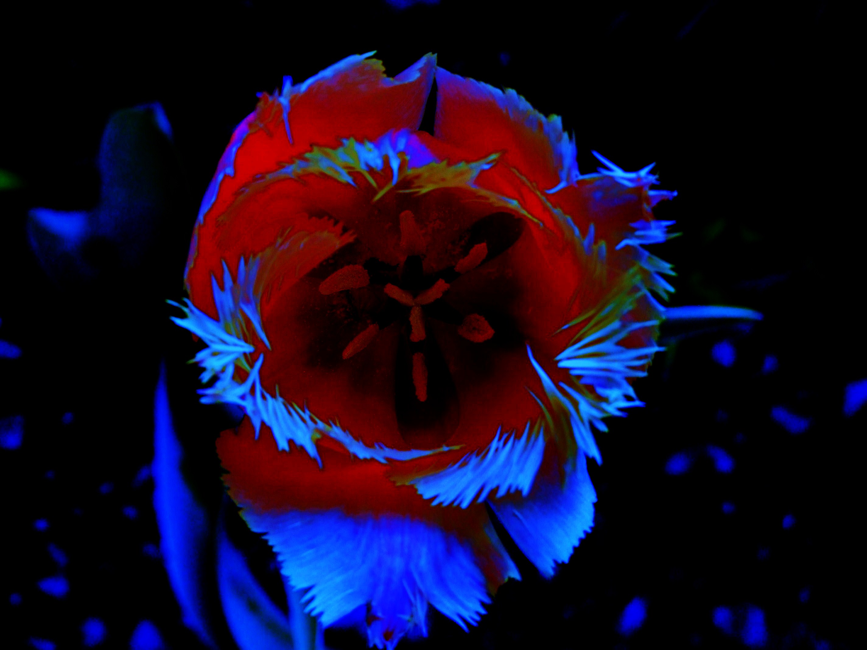 Claire Lacoste © 2008