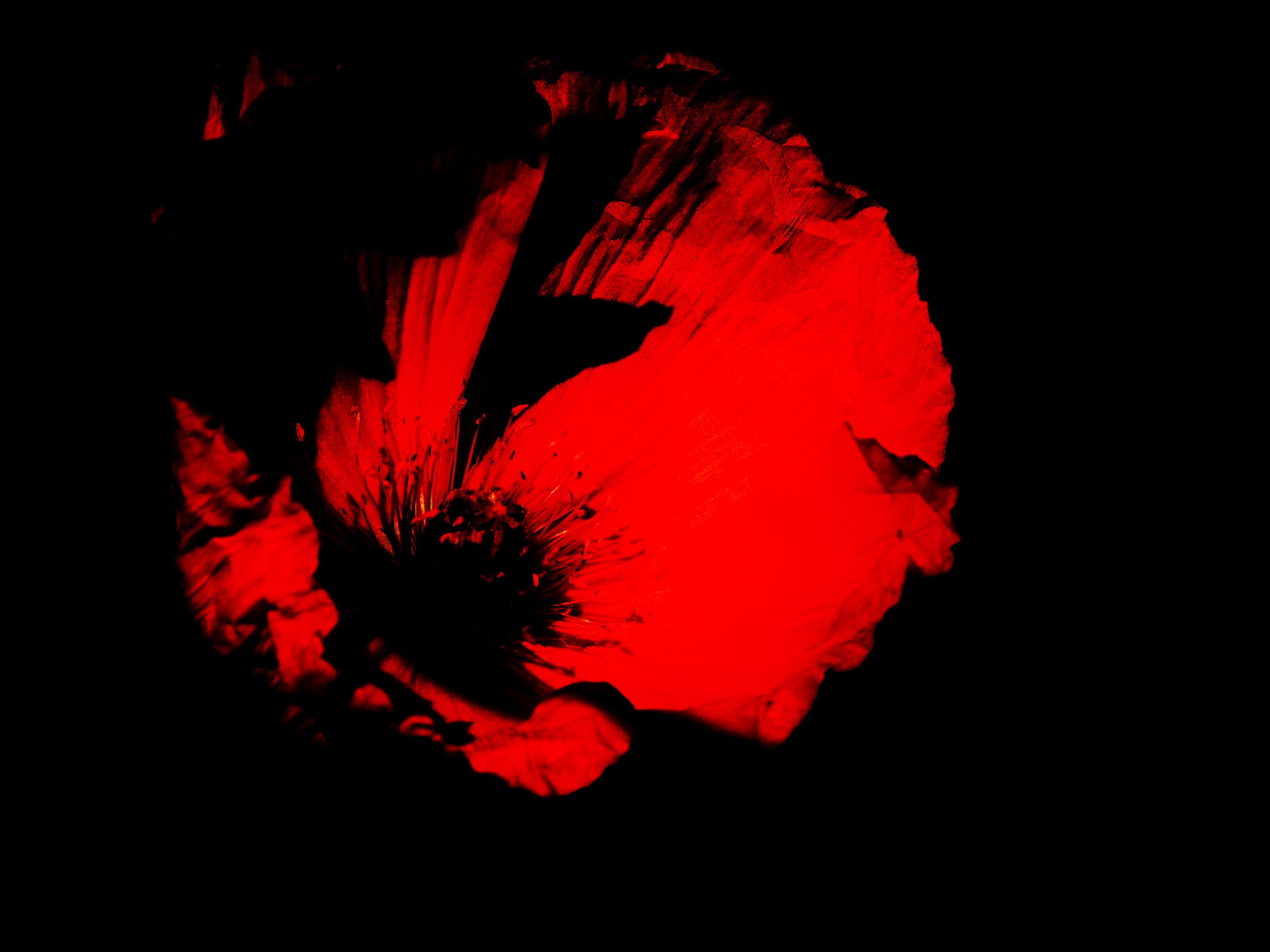 Claire Lacoste © 2008