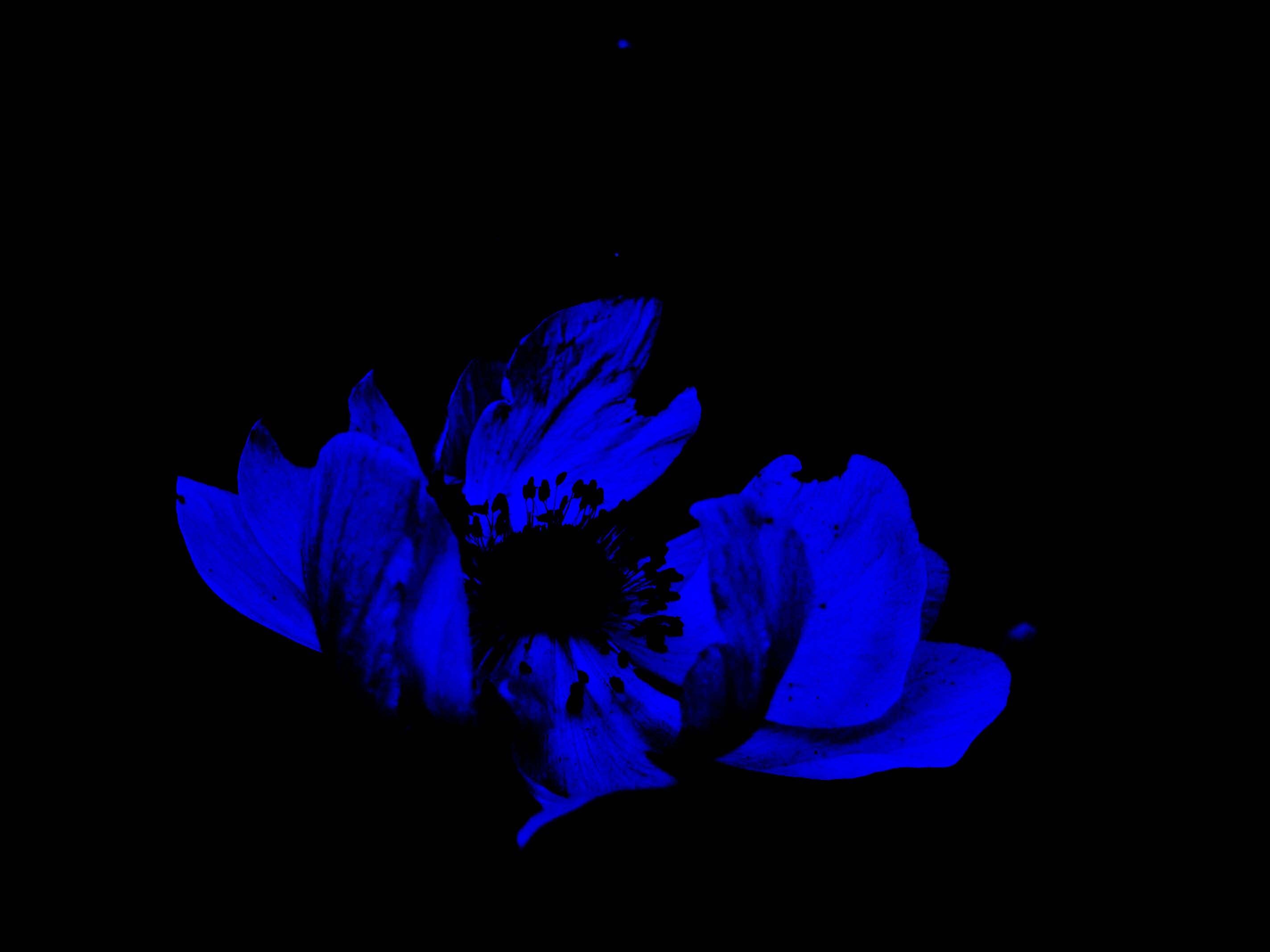 Claire Lacoste © 2008