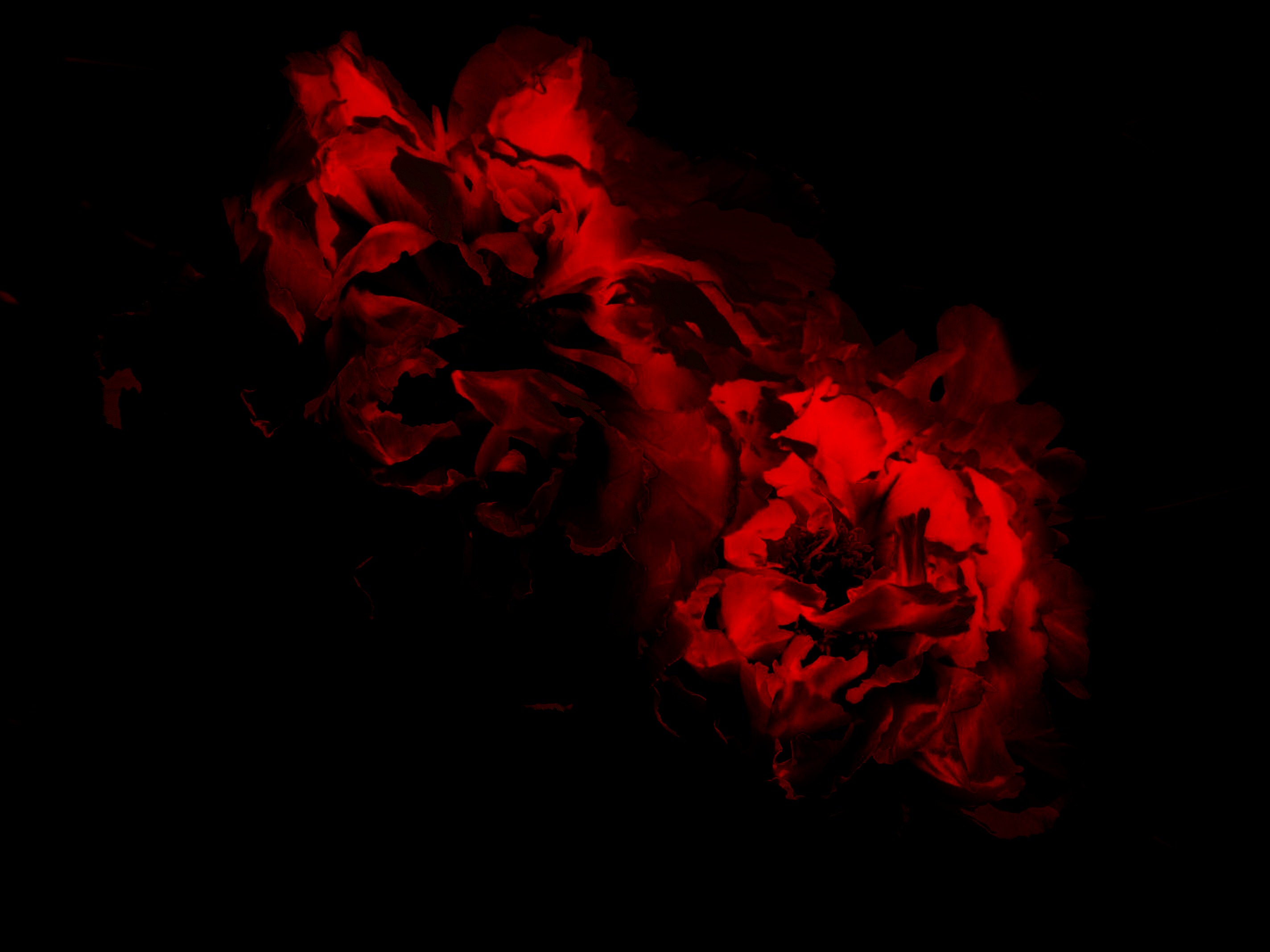 Claire Lacoste © 2008