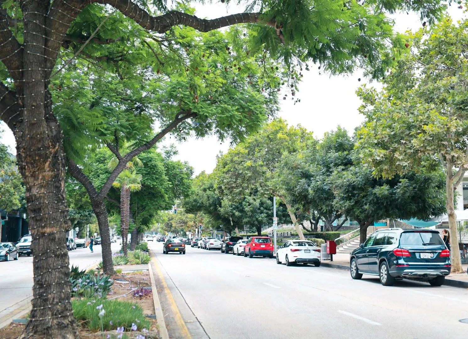 PasadenaSouthLakeTrees
