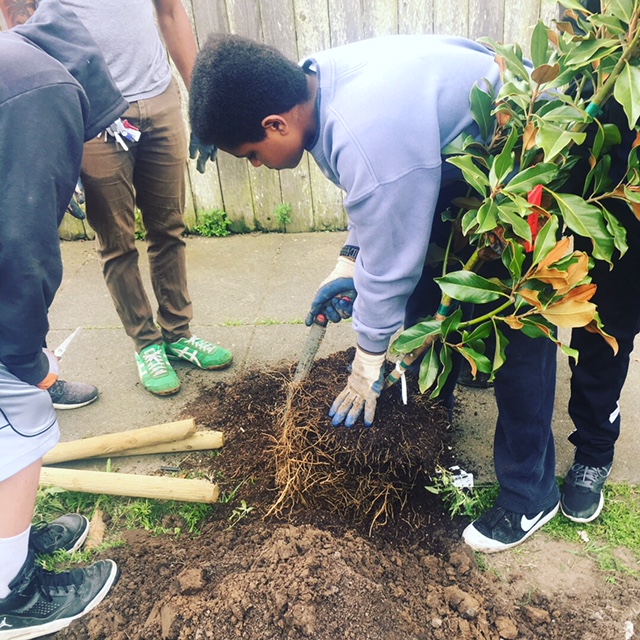 FUF Volunteers Planting A Street Tree.