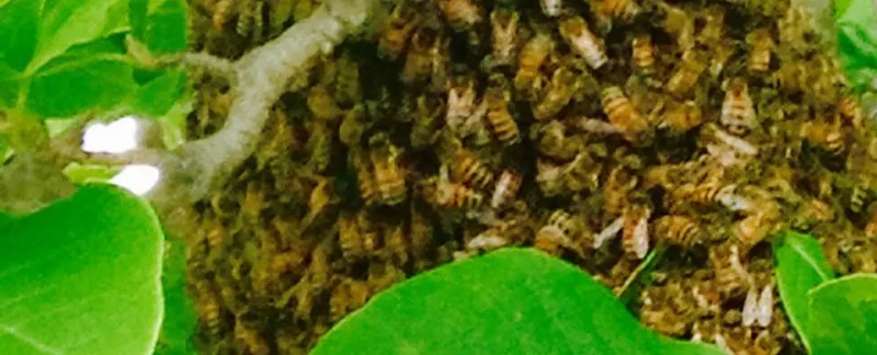 Honey Bee Swarm