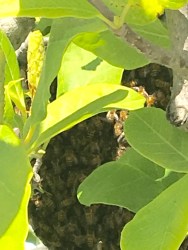 Honey Bee Swarm