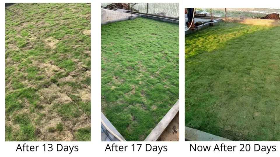 grass progress with coffee grounds