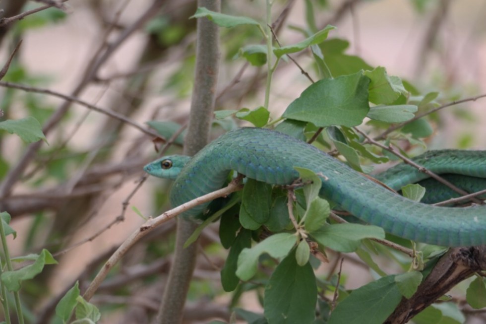 Grüne Mamba - Tarangire NP