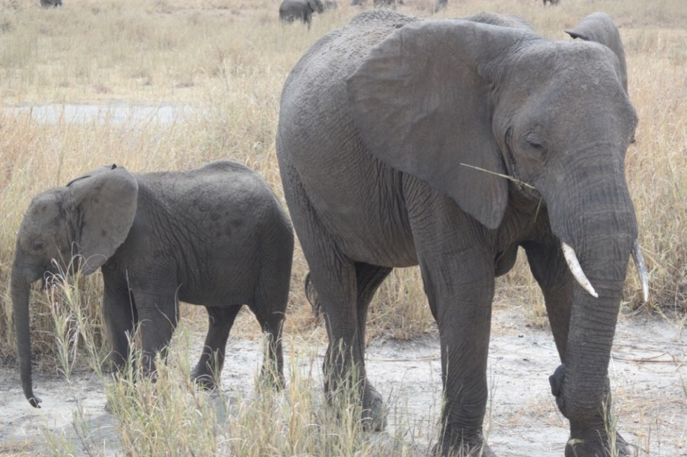 Elefantenfamilie - Tarangire NP