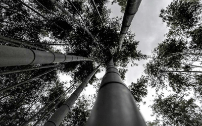 The Enchanting Bamboo Grove of Kyoto: A Walk Through Nature’s Dream