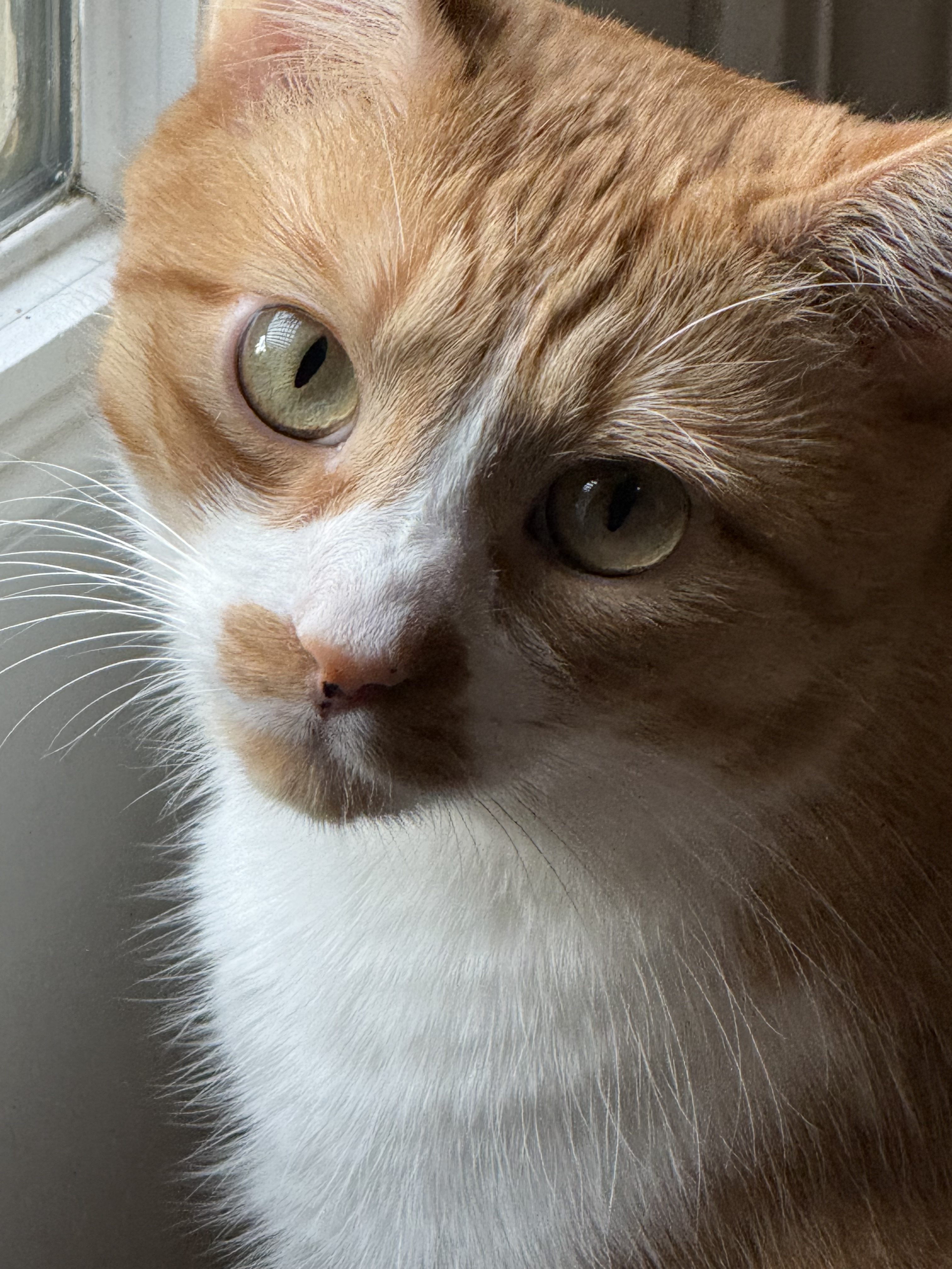 Queso