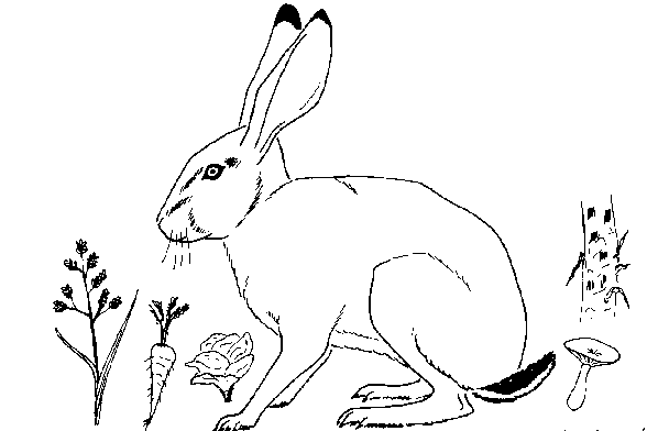 Les lapins sont de petites créatures mignonnes. LiÃ¨vre, mammifÃ¨re, mode de vie du mammifÃ¨re empreintes ou traces