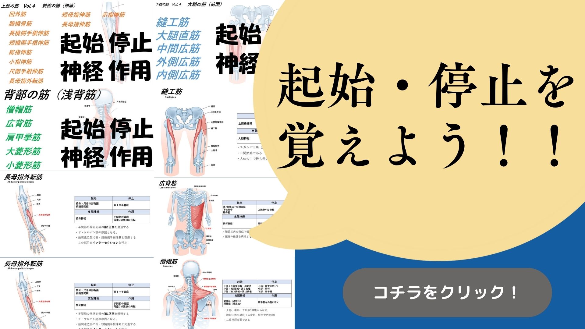 からだnavi（解剖・生理学の学び舎） – 柔整国家試験対策！