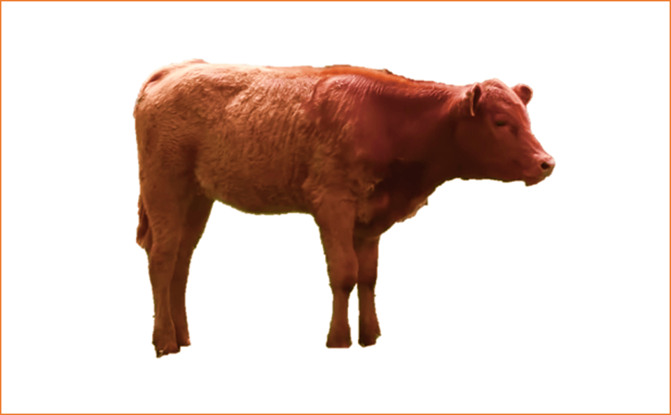 La vache rousse