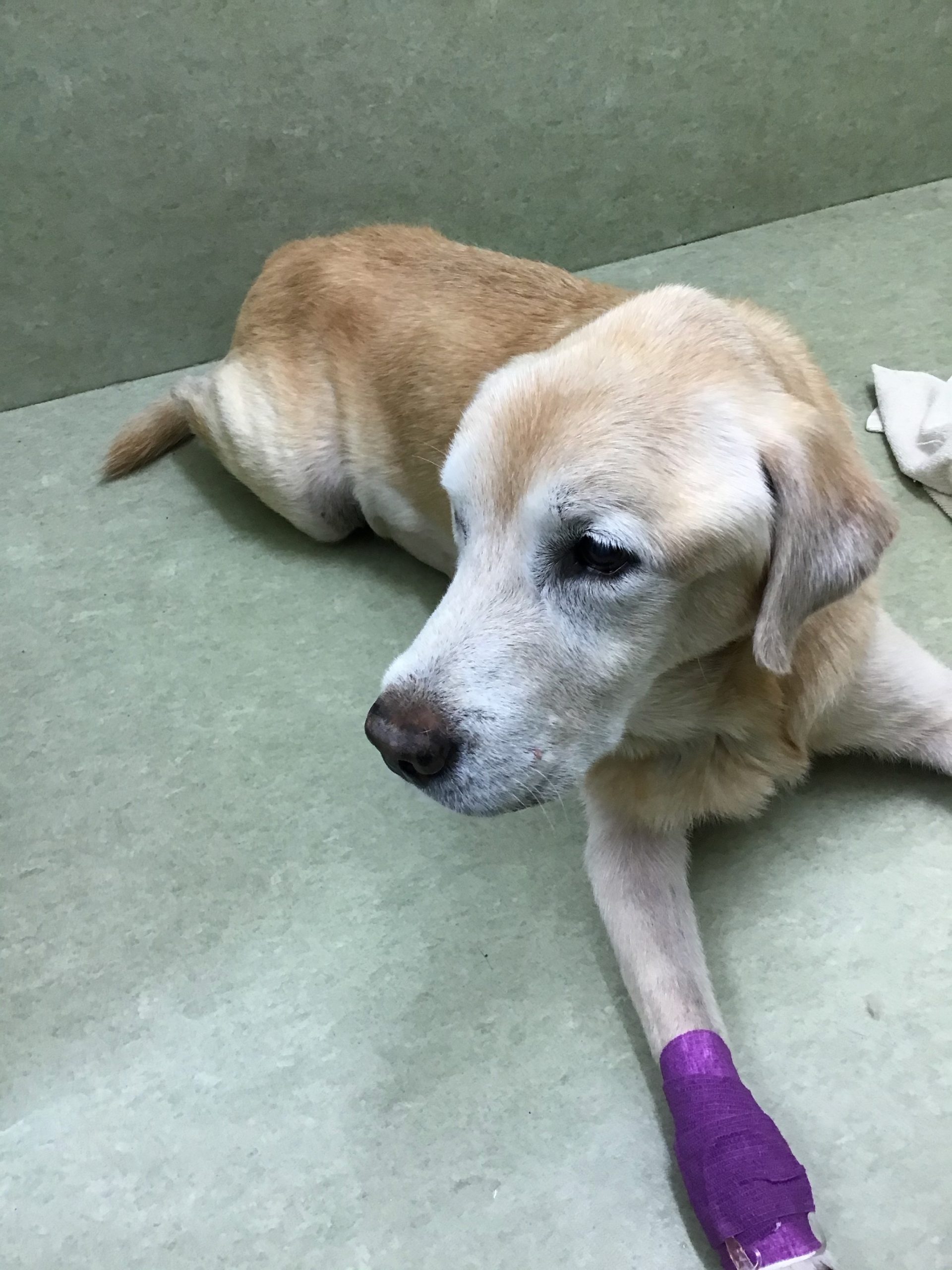 肝臓腫瘍 犬 手術 脂肪肉腫 中央肝区域 犬 柏メルビー動物病院