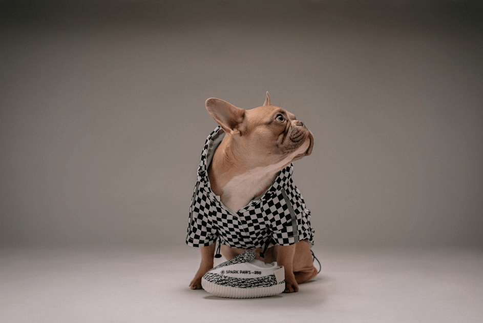 Luxury Pet Apparel Trends