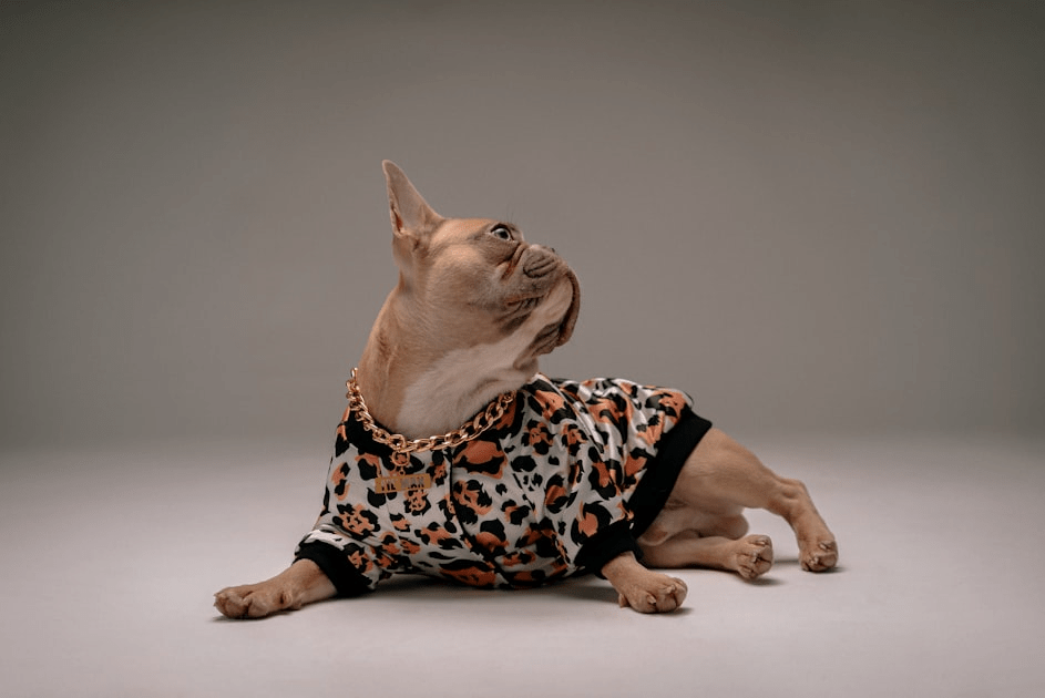 Choosing Designer Dog Clothes