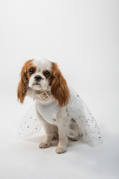 Exclusive Fashion for Pets