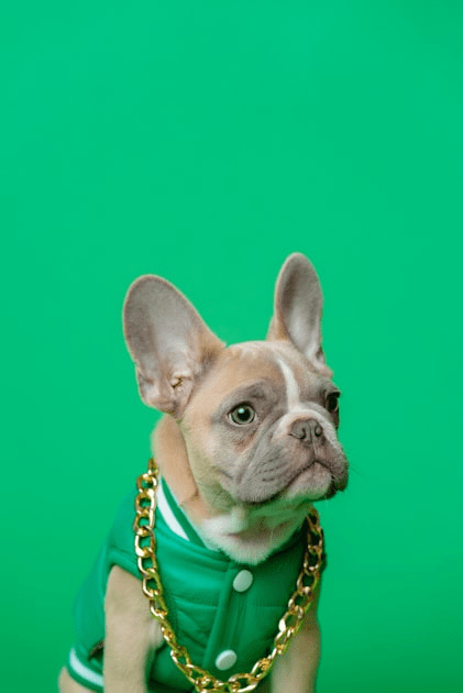 The Future of Pet Couture