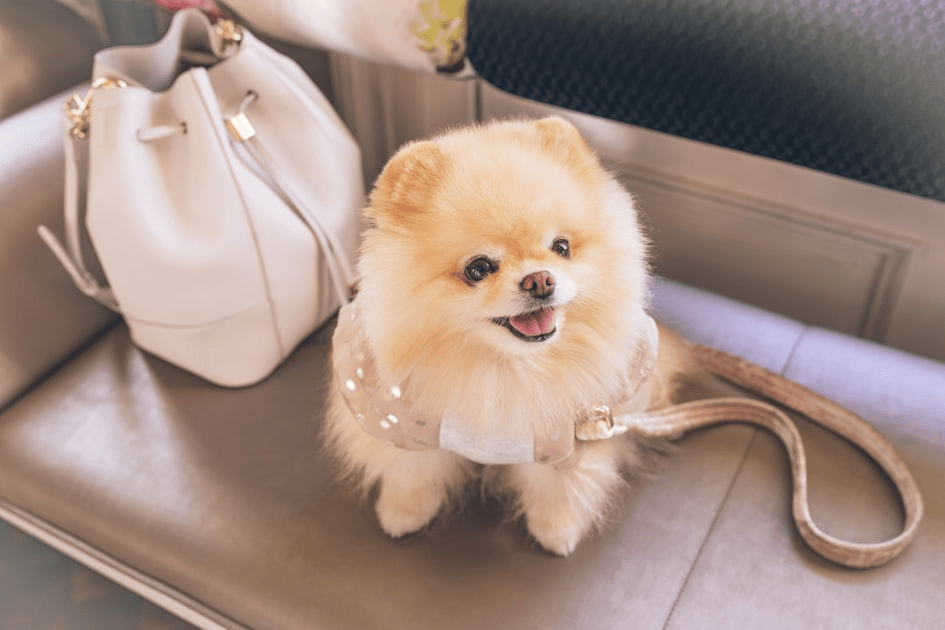 The Rise of Dog Fashion