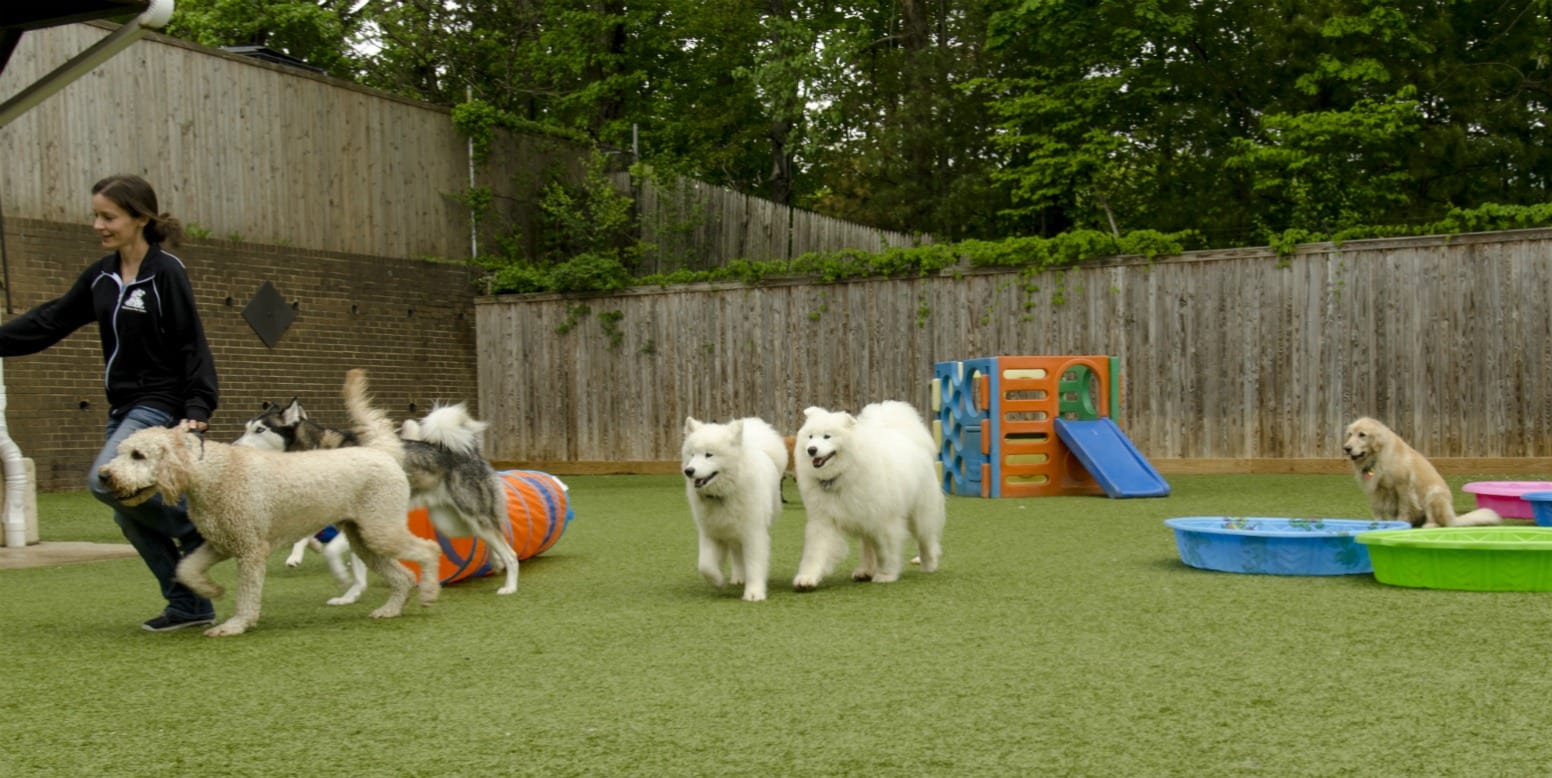 affectionate pet care featured project k9grass by foreverlawn on affectionate pet care jobs