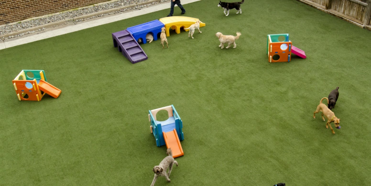 affectionate pet care featured project k9grass by foreverlawn on affectionate pet care jobs