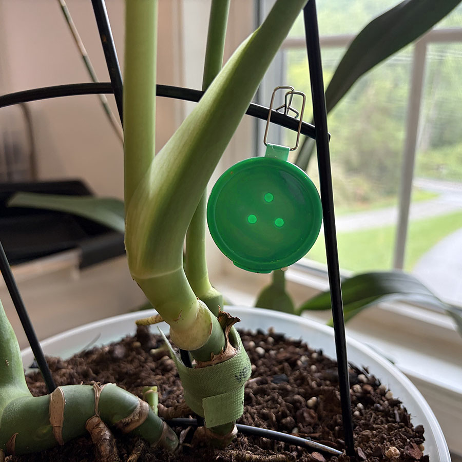 Green Clip-On