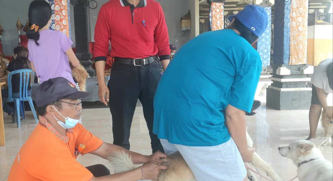 Dukung Suksesnya Pertemuan G20 Badung Atensi Anjing Liar di Kawasan GWK -kabarbalihits