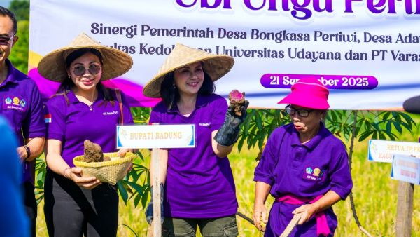 Ketua TP. PKK Badung Nyonya Rasniathi Adi Arnawa menghadiri kegiatan panen perdana ubi ungu dan temu rasa dengan Lansia Desa Bongkasa Pertiwi di Wantilan Pura Dalem Banjar Karang Dalem II, Desa Bongkasa Pertiwi, Minggu (21/9)