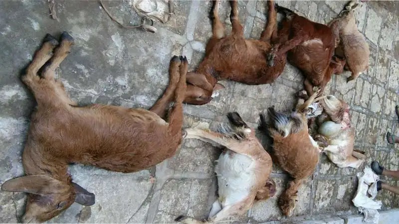 Dapatkan Gambar Ada Bekas Gigitan Belasan Kambing Di Ponorogo Mati Mendadak Kbk Terupdate by www.lampunghits.com