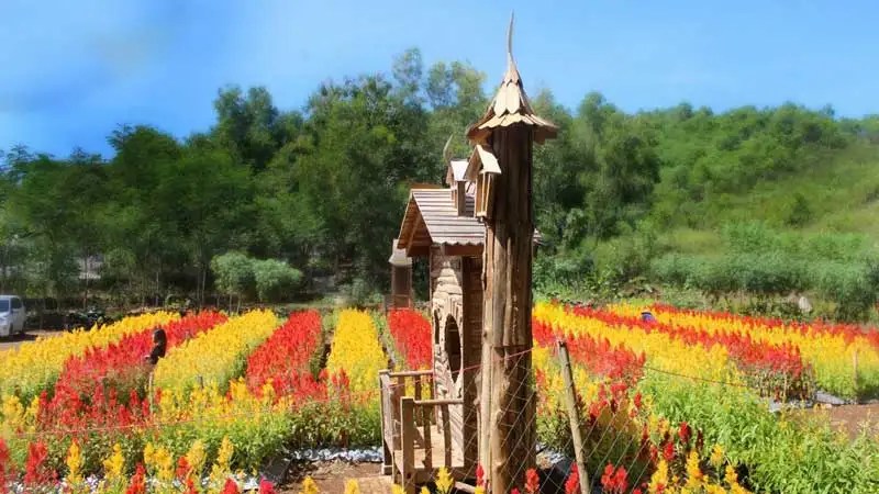 Unduh Gratis Gambar Taman Bunga Puncak Tonang Terupdate by Lampunghits.com