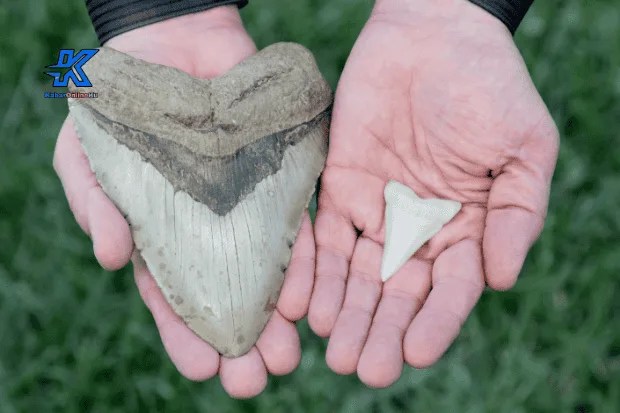Fakta Ilmiah Tentang Hiu Megalodon