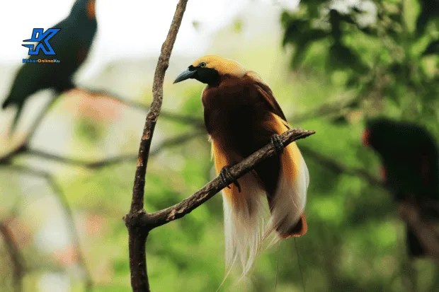 Persebaran dan Kehidupan Burung Cendrawasih
