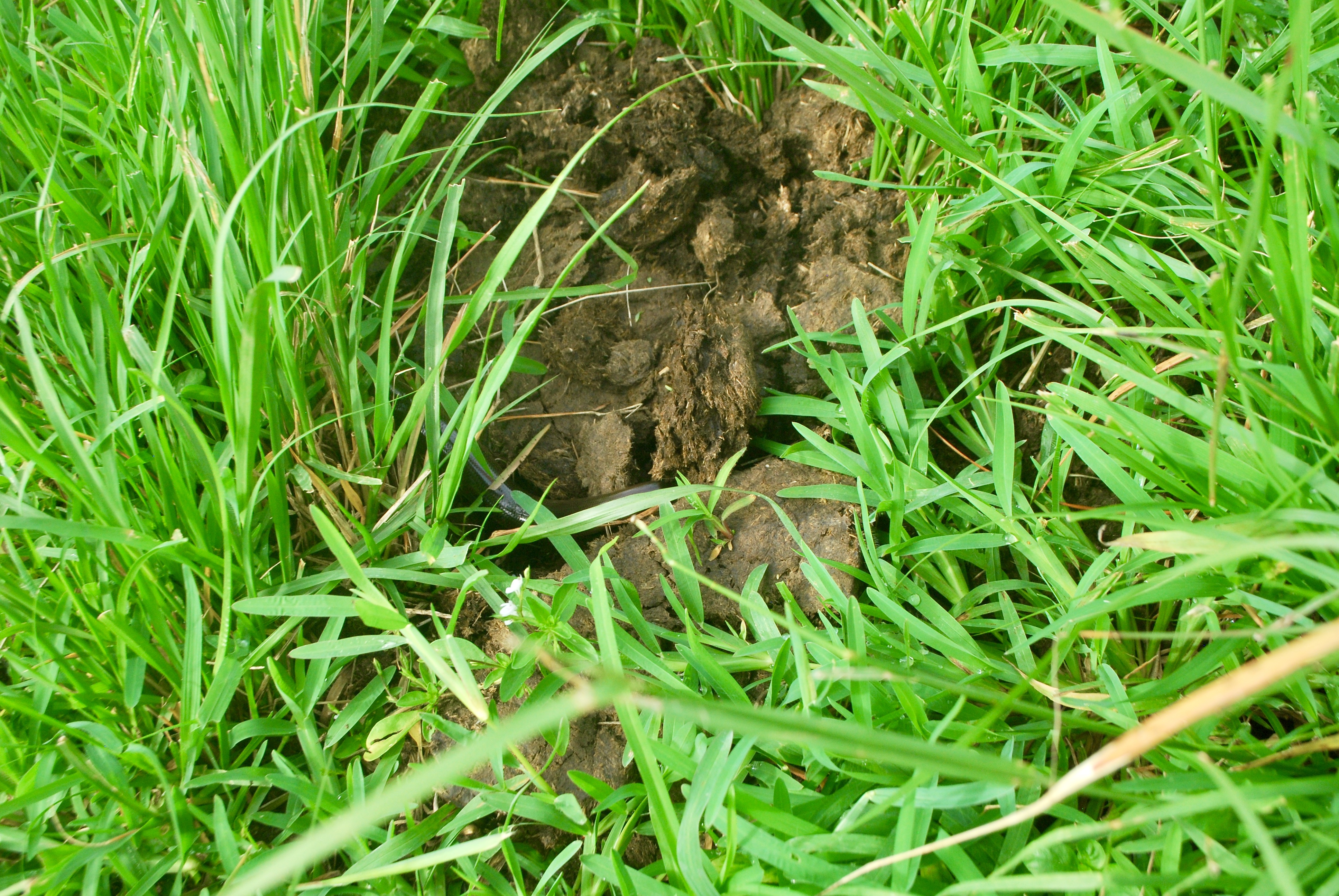 An attempt to capture the head