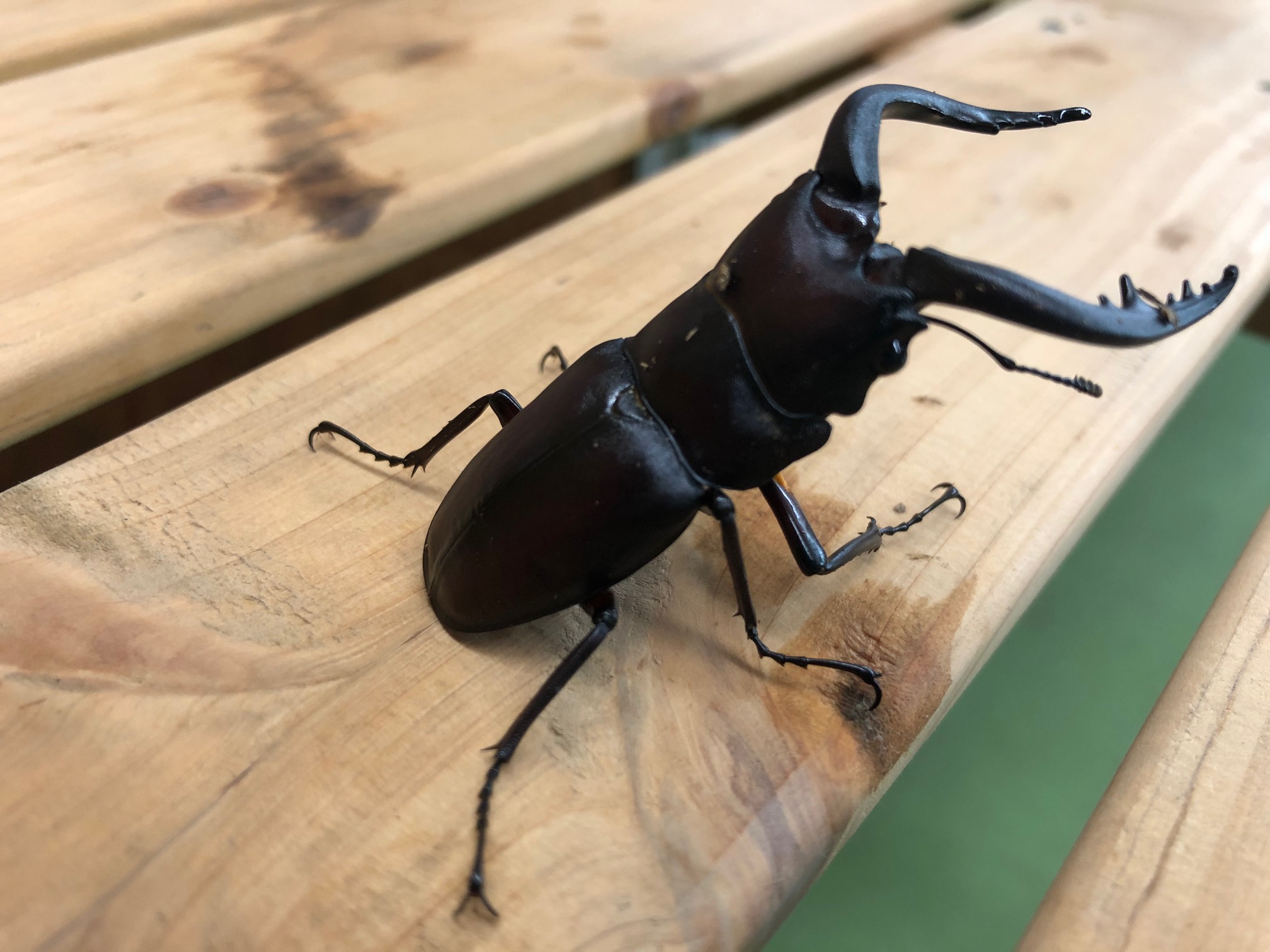 長瀞産天然ノコギリクワガタ販売中 | 長瀞にあるそば、かき氷の楓庵